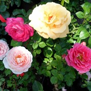 Розы в ассортименте фотография