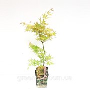 Клен дланевидный Кацура -- Acer palmatum Katsura
