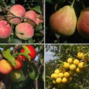 Саженцы плодово-ягодных растений фото
