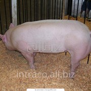 Продам свиней живым весом фотография