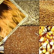 Фуражное зерно