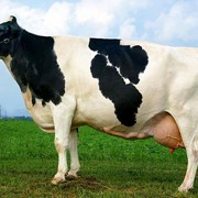 Добавки кормовые для животноводства Maxcare для сухостойных коров фото