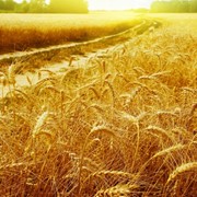 Пшеница крупные поставки, пшеница из Казахстана и России
