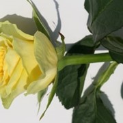 Розы Илиос