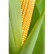 Семена гибридов кукурузы, селекции Заатен-Унион ЗУМ 0235 фото