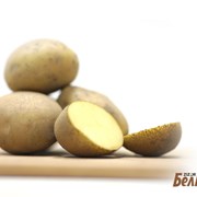 Картофель семенной Лилея 2РС фотография