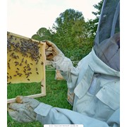 Одежда для пчеловода фото