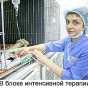 Лечение животных в стационаре фото