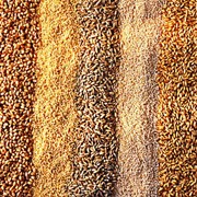 Семена зерновых культур фото