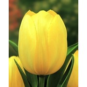 Тюльпаны Strong gold фото