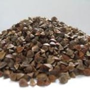 Семена гречихи - Оранта фотография