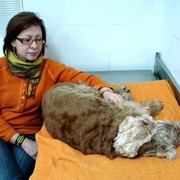 Лечение животных в стационаре фото