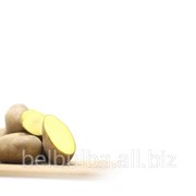 Картофель семенной Рикея 2 репродукция фотография