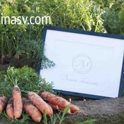 Морковь нового урожая 2014 г. фотография