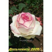 Саженец чайногибридных роз Дольчевита 2000 фотография