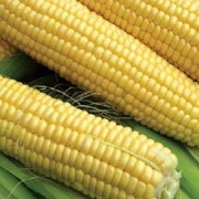 Семена кукурузы сахарной фото
