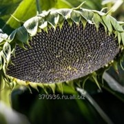 Семена подсолнечника среднеспелый сорт Мастер фото