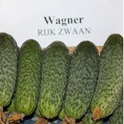 Семена огурца Вагнер F1 1000 шт. фотография