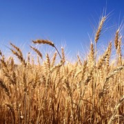 Семена пшеницы, купить семена фото