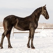 Лошади фризской породы Jostina фотография