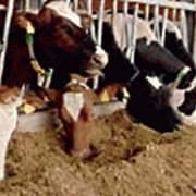 Оборудование для кормления коров фотография
