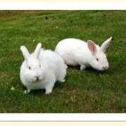 Кролики Новозеландские белые фото