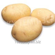 Картофель семенной сорт Коломба 28-35 мм 2РС фото