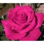 Роза чайно-гибридная Топаз
