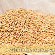 Купить пшеницу в ТОО “Аль Грейн Трейдинг фотография