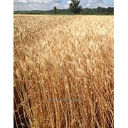 Озимая пшеница "Пилипівка"