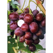 Черенки винограда средних сортов созревания. Атаман, консультация, продажа