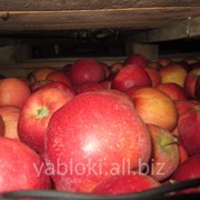Продам Яблоки сорта Флорина из Молдавии