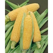 Манифик ( гибрид кукурузы ,аналог Монсанто ДК 3511) фотография