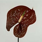 Срезанный цветок Антуриум Choco