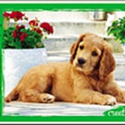Пазл 260 эл. Рыжий Кот “Красивый щенок“, 330х240мм., 4х3см., У260-7259 фотография