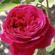 Розы Фальстаф фото