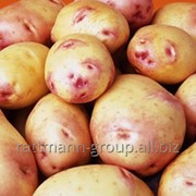 Семена картофеля в Молдове, жуковский ранний фото