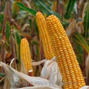 Гибрид кукурузы ДКС-2971 фотография