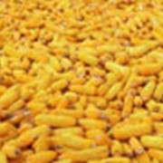 Гибрид кукурузы Хмельницкий фото