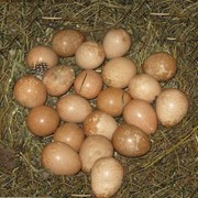 Инкубационные яйца цесарки Голубой