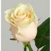 Роза Талея, местная роза