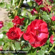 Роза Rotilia фото