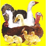 Суточный цыпленок бройлера фото