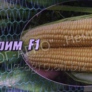 Семена сахарной кукурузы Тести Дрим F1 Agri Saaten GmbH