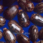 Семена клещевины фото