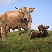 Премикс для коров фотография