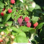 Саженцы малины, а также саженцы других плодовых и ягодных культур фото