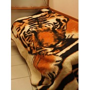 Одеяло шерстяное Тигр П-1226И4 фотография