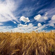 Пшеница твердая(DURUM)