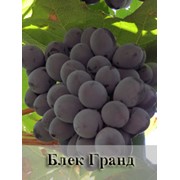 Черенки винограда сладких сортов фото